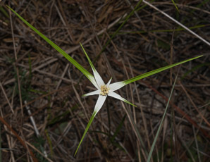 Rhynchospora colorata (starrush whitetop, narrowleaf whitetop sedge, star sedge, white beak-sedge, whitetop sedge)
