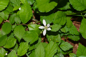 Rubus flagellaris (northern dewberry, common dewberry)