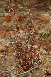 Salvia lyrata (lyreleaf sage)