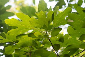 Sassafras albidum (sassafras, white sassafras, ague tree, cinnamon wood, smelling stick, saloop, gumbo file, mitten tree)
