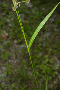Scirpus polyphyllus (leafy bulrush)