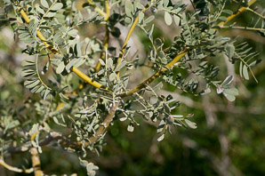 Senegalia greggii (catclaw, devil’s claw, catclaw acacia)