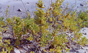 Sesuvium portulacastrum (akulikuli, sea purslane, shoreline purslane)
