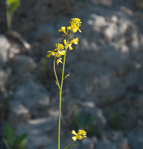 Sinapis alba (wild mustard, white mustard)