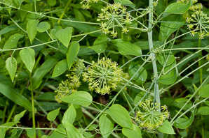 Smilax herbacea (smooth carrion flower, carrion vine, herbaceous carrion flower, smooth herbaceous greenbrier, herbaceou)