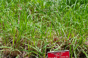 Sorghastrum nutans (Indian grass, indiangrass)