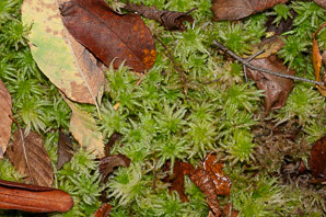 Sphagnum L. (sphagnum moss)