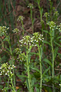 Thlaspi arvense (field pennycress, field penny-cress)