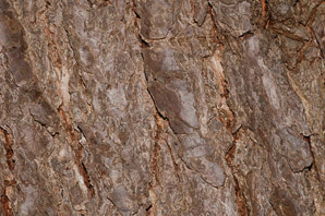 Tsuga canadensis (Canada hemlock, Eastern hemlock, hemlock spruce)