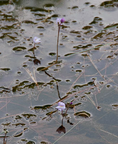 Utricularia purpurea (purple bladderwort)