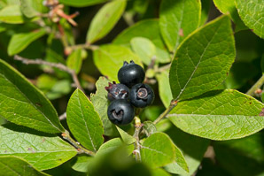 Vaccinium fuscatum (black highbush blueberry)