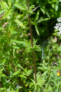 Valeriana officinalis (valerian)