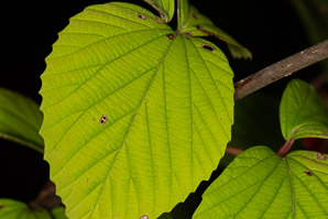 Viburnum dilatatum (Linden viburnum)