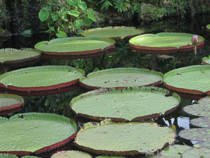 Victoria amazonica (giant water lily)