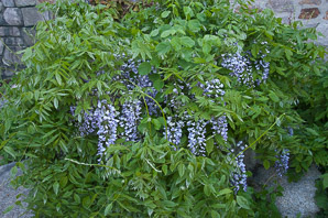 Wisteria frutescens (American wisteria)