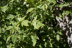 Acer negundo (boxelder, ashleaf maple, boxelder maple, Manitoba maple, California boxelder, western boxelder)