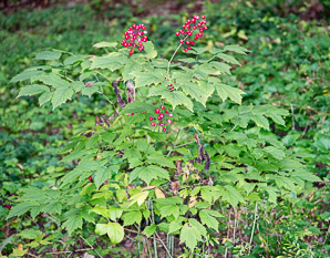 Actaea rubra (red baneberry, red cohosh, snakeberry, cohosh)