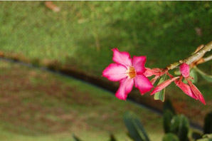 Adenium obesum (desert rose, sabi star, kudu, mock azalea, impala lily)