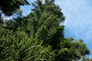 Araucaria columnaris (New Caledonian pine, coral reef araucaria, Cook pine, Cook araucaria, columnar araucaria)