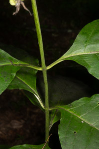 Asclepias exaltata (poke milkweed, tall milkweed)
