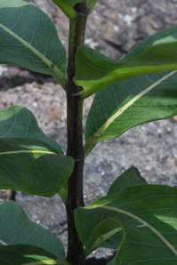 Asclepias viridis (green milkweed)