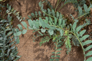 Astragalus tephrodes (silverline locoweed, ashen milkvetch)