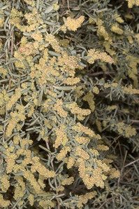 Atriplex canescens (fourwing saltbush, four-winged saltbush, chamiso, chamiza, four-wing saltbush)