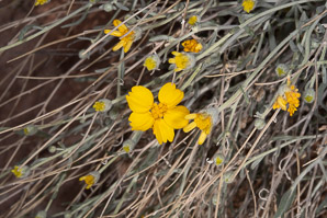Baileya pauciradiata (laxflower, Colorado desert marigold, Colorodo Desert Marigold)