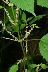 Boehmeria cylindrica (false nettle, bog hemp, smallspike false nettle)