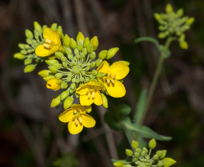 Brassica rapa (field mustard)