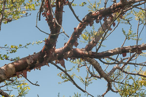 Bursera simaruba (gumbo limbo, copperwood, chaca, turpentine tree)