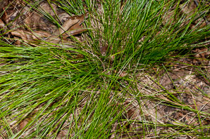 Carex appalachica (Appalachian sedge)