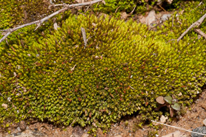 Ceratodon purpureus (fire moss, purple horn-toothed moss)