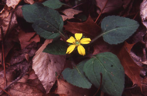 Chrysogonum virginianum (golden star, goldenstar, golden-knees, green-and-gold, green-and-go)