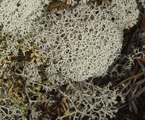Cladina rangiferina (gray reindeer lichen, reindeer lichen, reindeer moss, greygreen reindeer lichen)