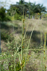 Cladium mariscus (Jamaica swamp sawgrass, sawgrass)