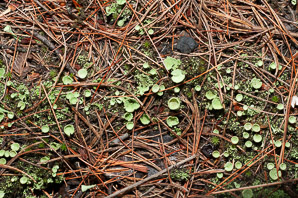 Cladonia chlorophaea (false pixie cup lichen)