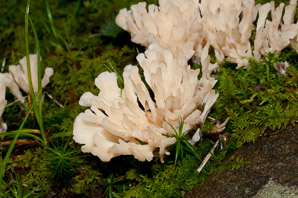 Clavulina cristata (cockscomb coral)