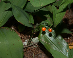 Convallaria majalis (lily of the valley, European lily of the valley)