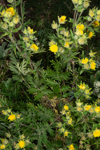 Dasiphora fruticosa (shrubby cinquefoil, golden hardhack, bush cinquefoil)