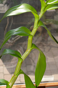 Dendrobium Sw. (orchid)
