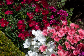 Dianthus L. (pinks)