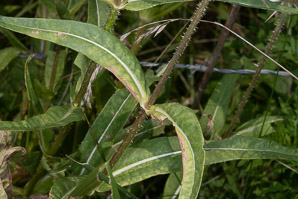 Dipsacus fullonum (wild teasel)