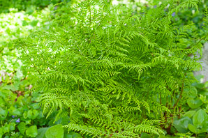 Dryopteris expansa (spreading wood fern)
