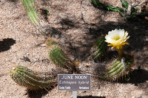 Echinopsis ‘June