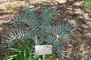Encephalartos horridus (Eastern cape blue cycad)