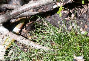 Equisetum scirpoides (dwarf scouring-rush)