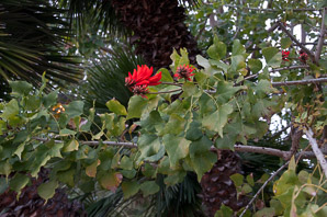 Erythrina L. (coral tree)