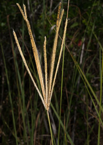 Eustachys petraea (dune finger grass, pinewoods finger grass, rock finger grass)