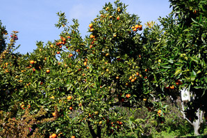 Fortunella margarita (Nagami kumquat)